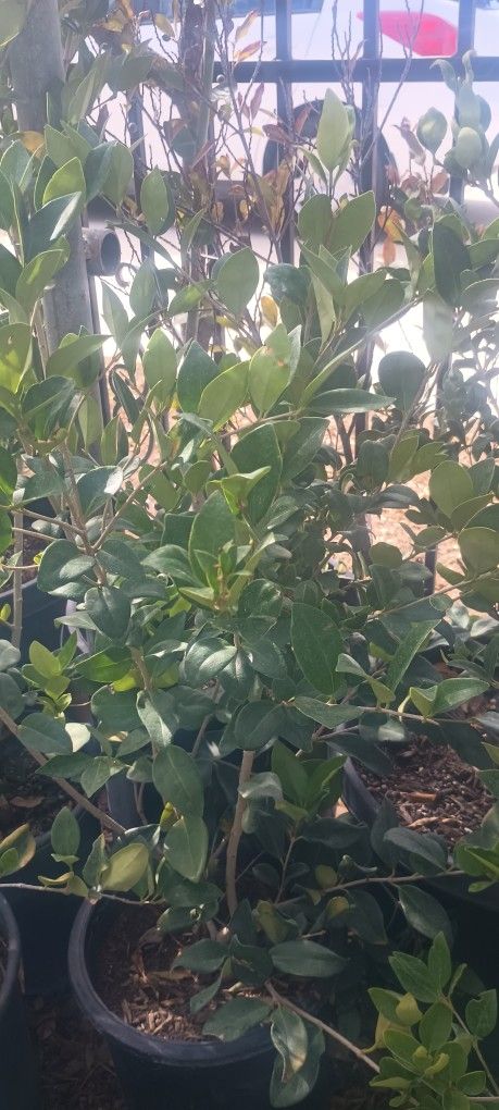 Ligustrum / Waxlift Plant.