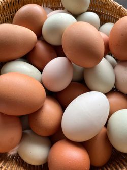 Fertile Chicken Eggs -$10/Dozen