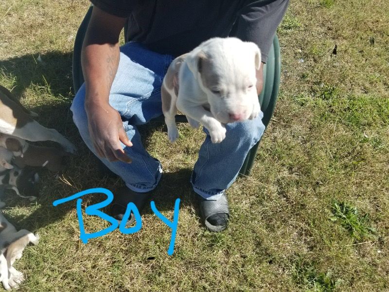 BLUE PIT BULL PUPPIES 4 SALE