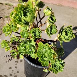Succulent 