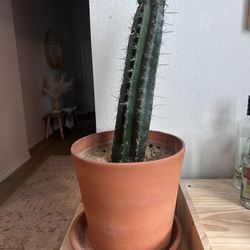 Plant- Stunning Large Cactus