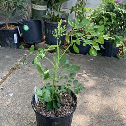 Moringa Plant 