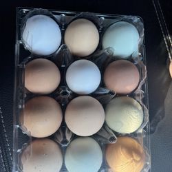 Fresh organic Eggs