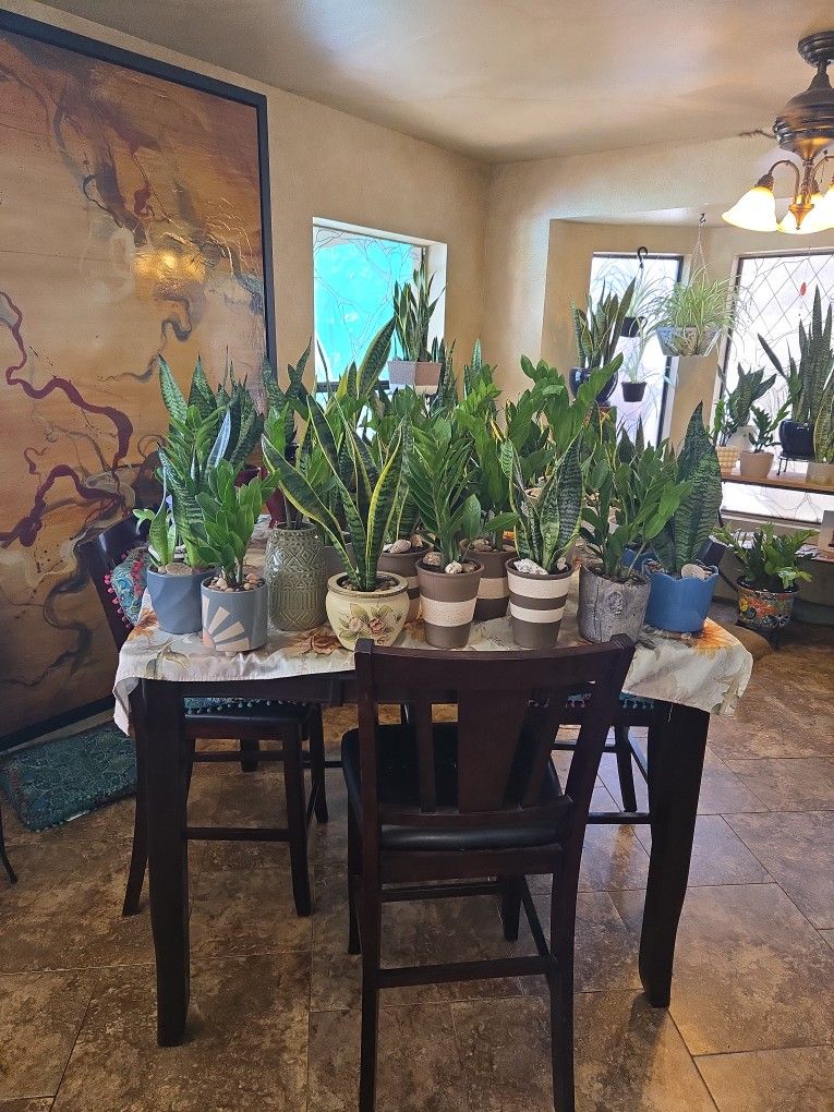 Healthy  Live ZZ And Snake Plants In Ceramic Pots With Drainage  