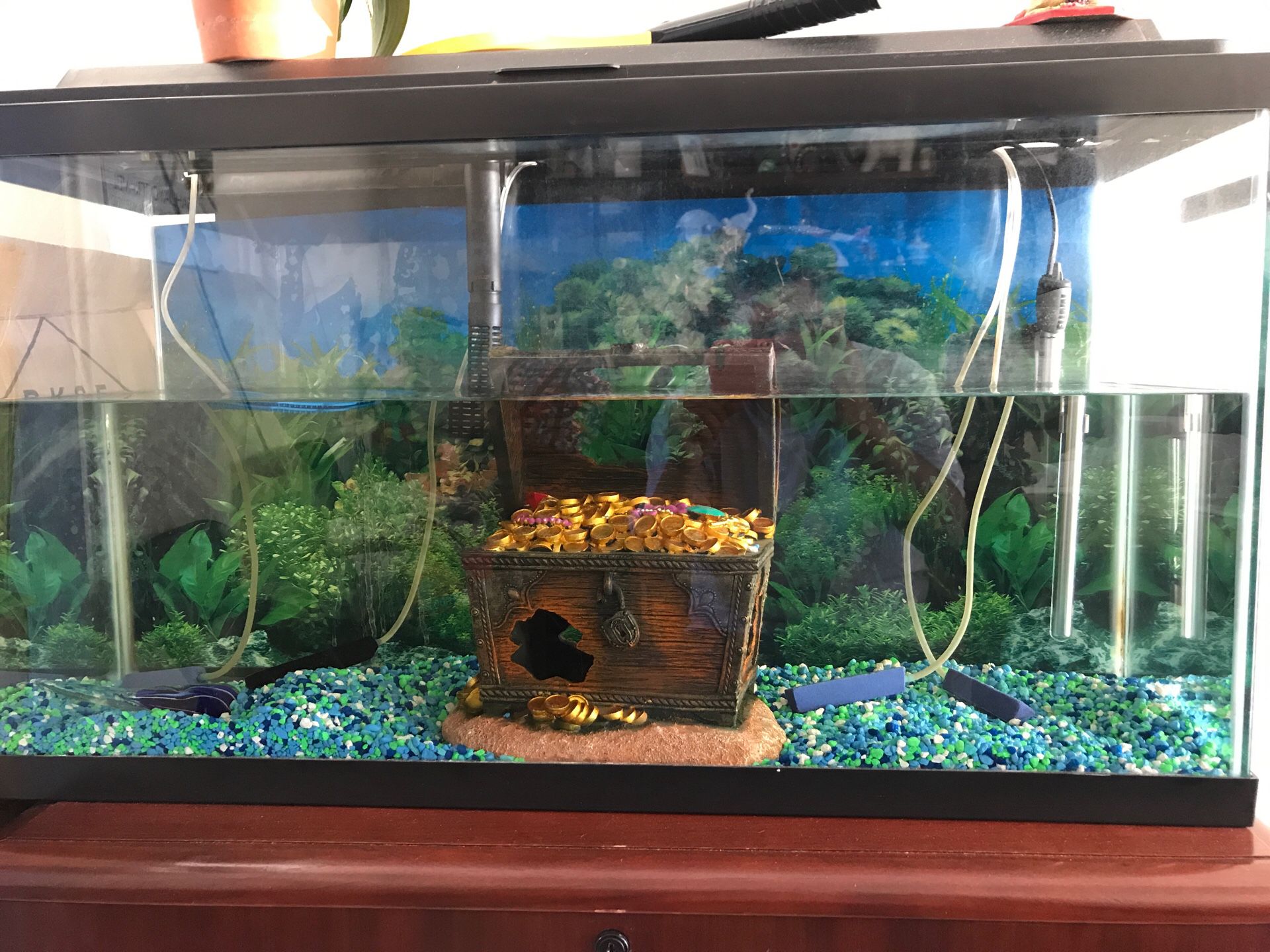 25 long gallon fish tank