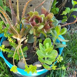 Succulents 