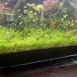 Aquarium Fresh Water Plants HC Cuba Dwarf Baby Tears Phoenix Moss