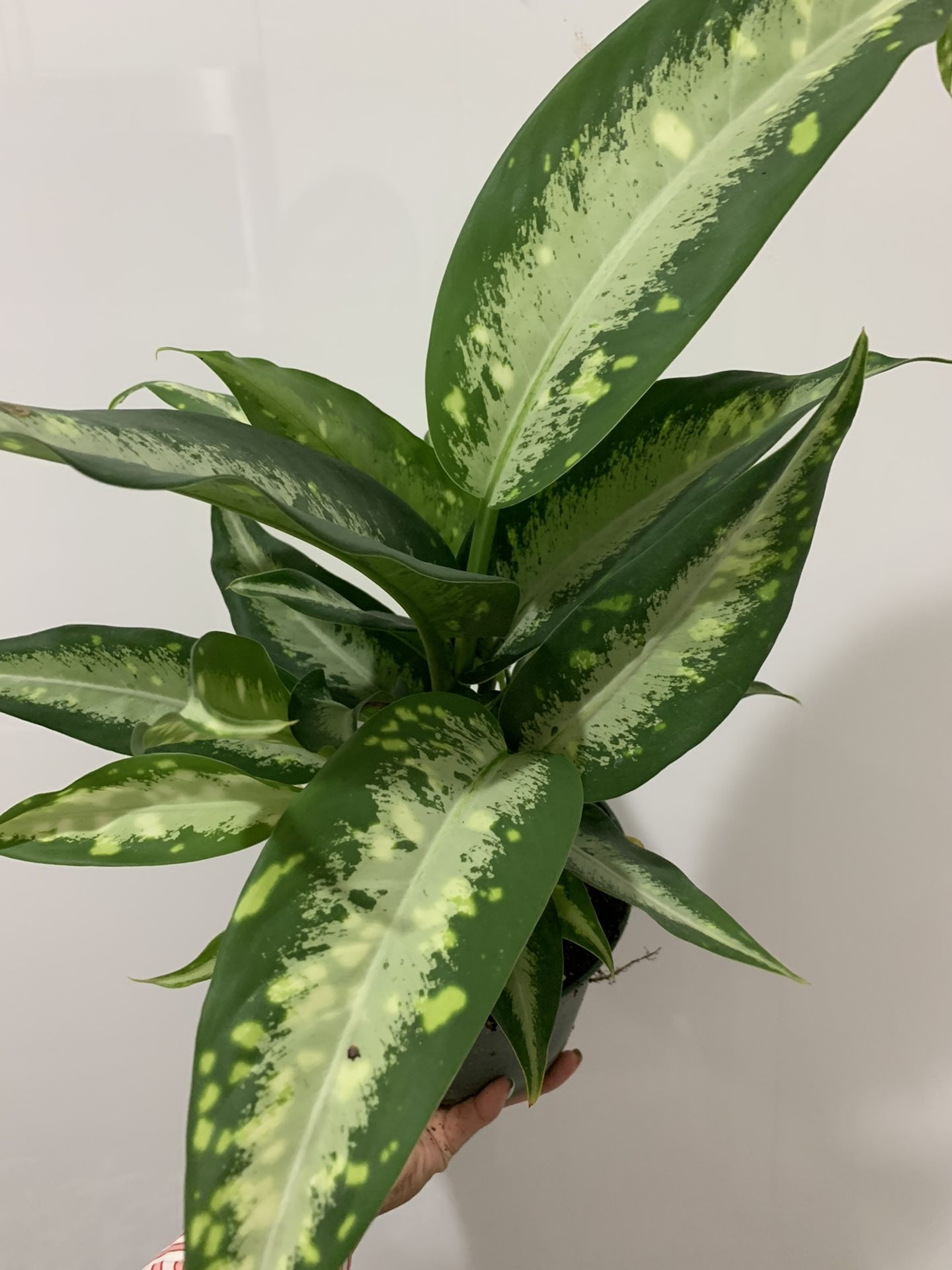 Dieffenbachia Cougar Pot 6 for Sale in Miami, FL - OfferUp