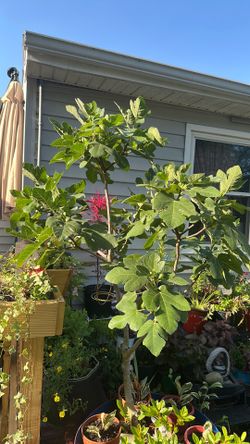 Fig tree