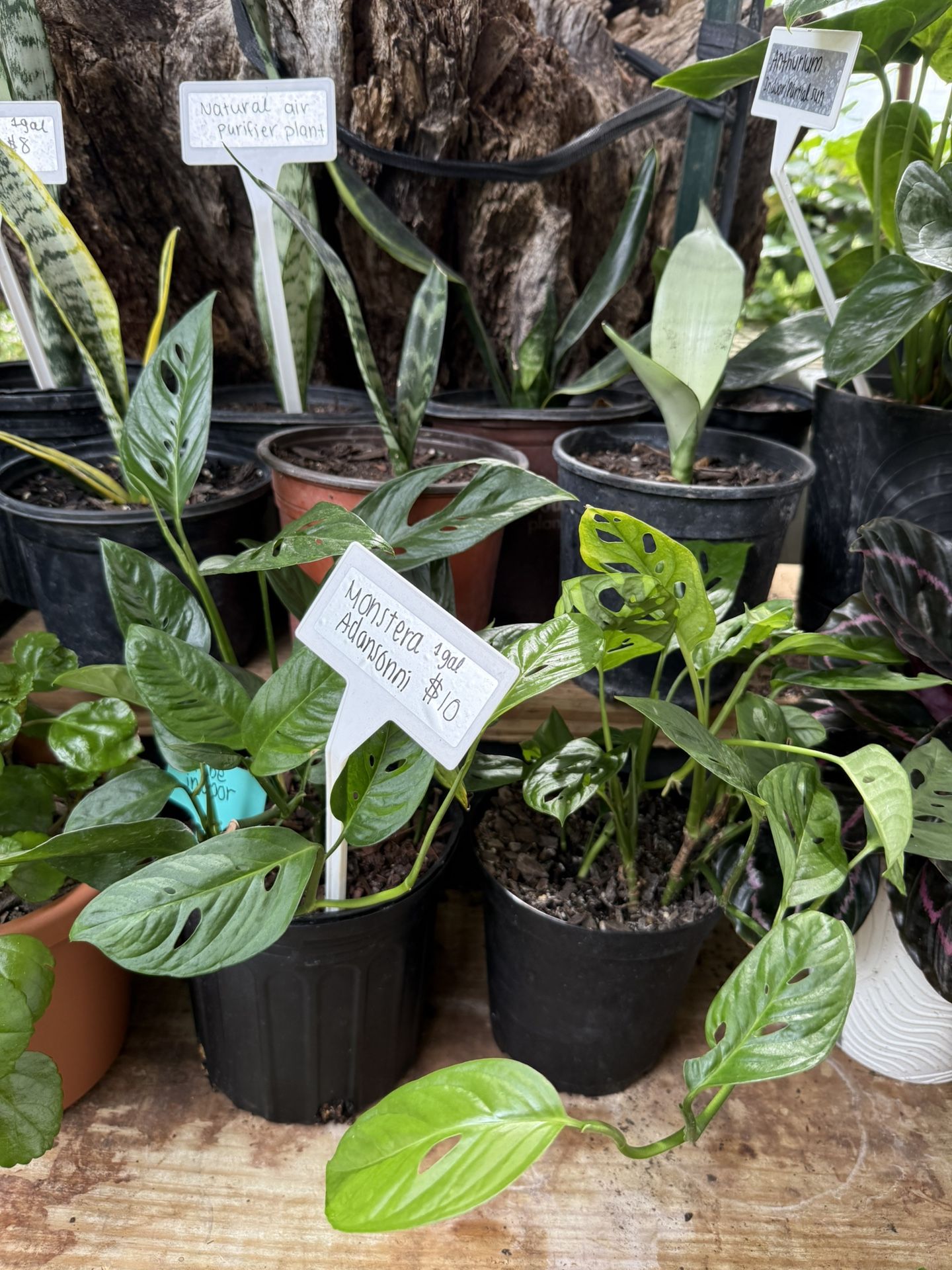 Plantas Sanas (Rodriguez Nursery LLC)