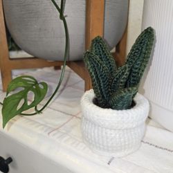 Crochet Snake Plant ☺️