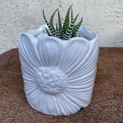 Succulents In White  Pot Zebra Plant 