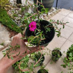 Purslane Succulents.  $3 Each