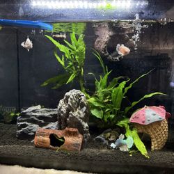 Fluval Flex 15Gal Aquarium 