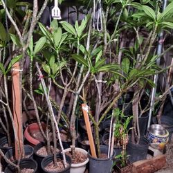 Plumerias Plants