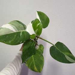 philodendron White Princess Plant