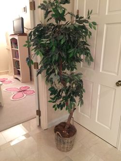 Silk plant