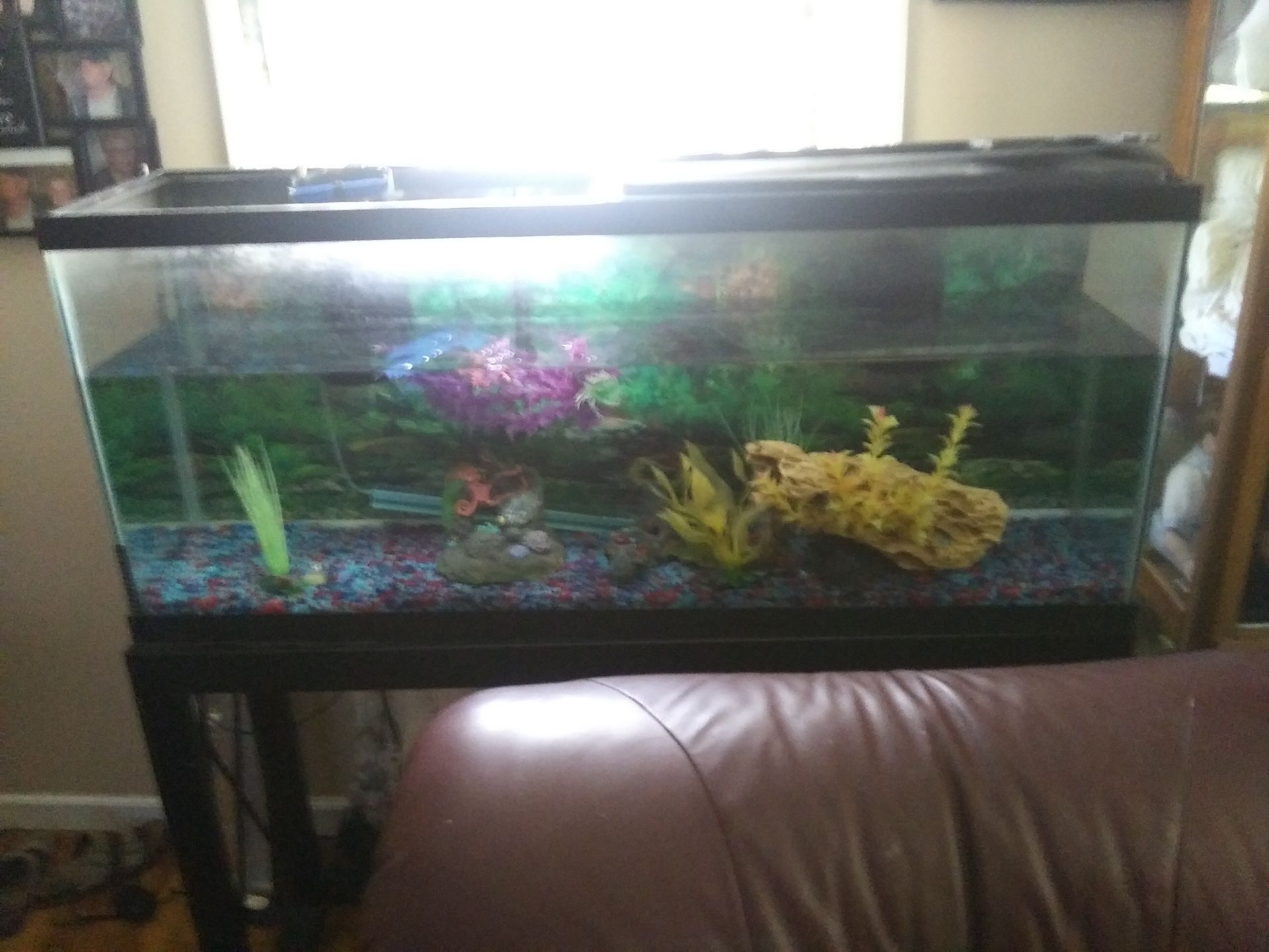 55 gallon fish tank with decorations and stand