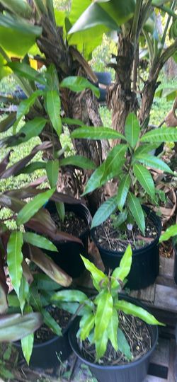 Mango Trees in Black Pot