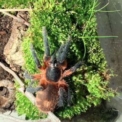 Hex Tarantula Cribs Enclosure