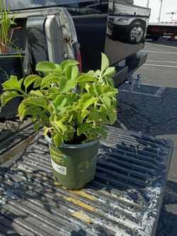 Oregano