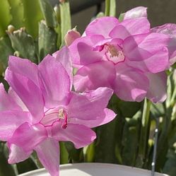 Thanksgiving Cactus  Quynh Hoa  Christmas Cactus 
