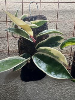 Mounted Hoya Krimson Queen ( Established Plant)