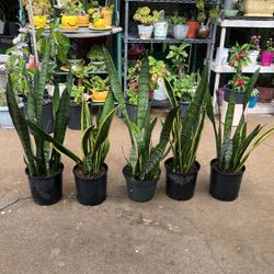 Snake Healthy Plants