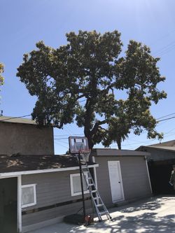 Tree surgeon