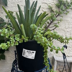 Elephant & Octopus Plants 