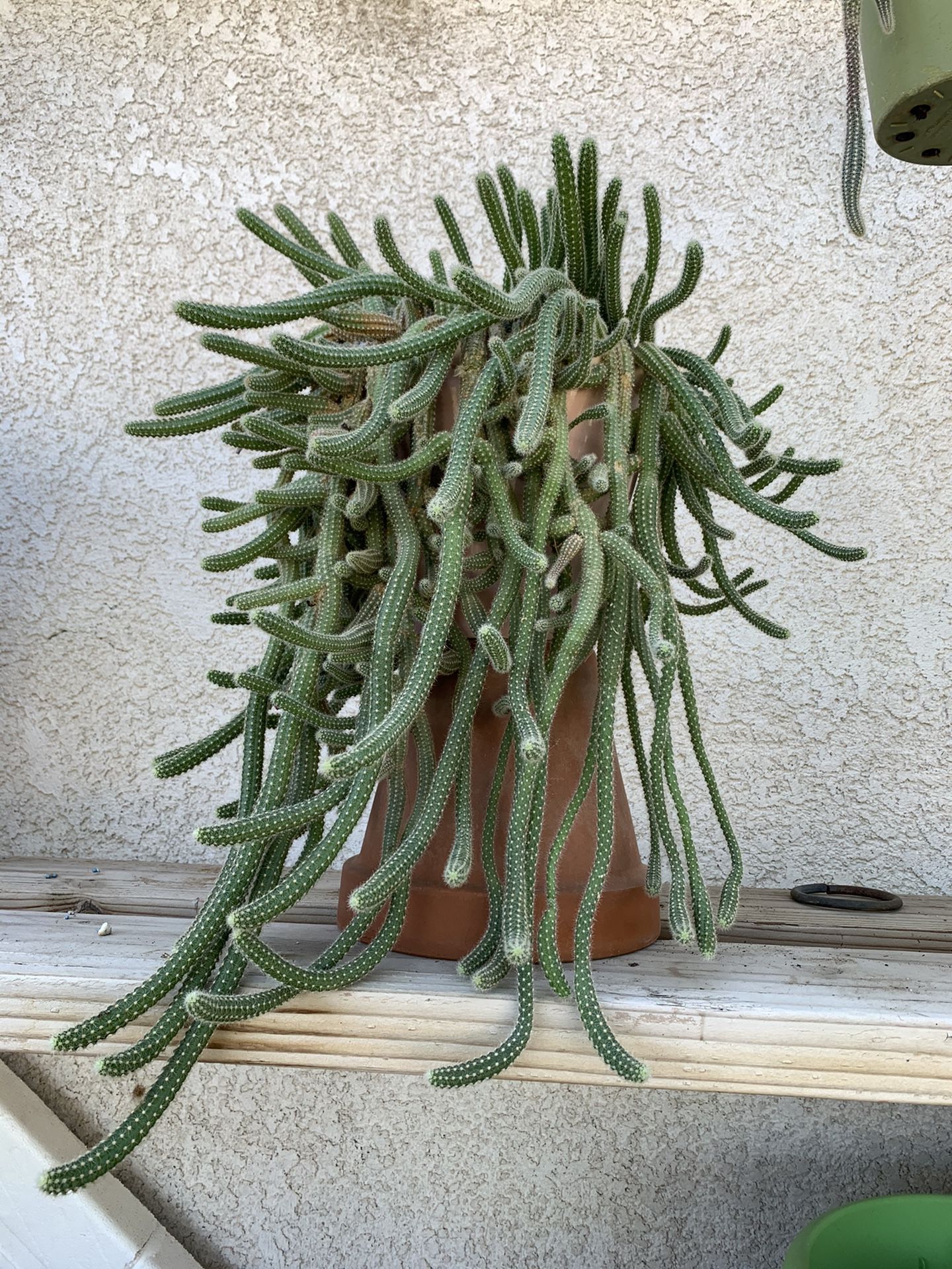 Echinopsis chamaecereus aka Peanut cactus