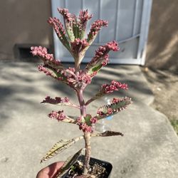 Succulent (pink)