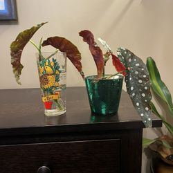 Begonia Maculata Polka Dot Begonia Christmas Planters