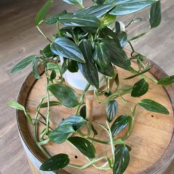 Monstera Standleyana Albo With Long Vines