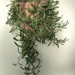 String of Ruby Necklaces Plant(Long)