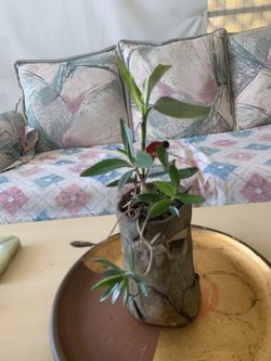 Ceramic pot has so wonderful plant