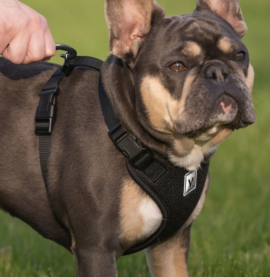 Vibrant Life Dog Harness
