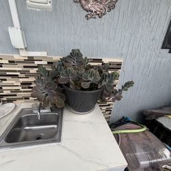 Beautiful Plant  With Base Includes 