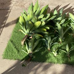 🌵 Agave Plants + Loquat – Great for Landscaping & Drought-Tolerant Gardens 