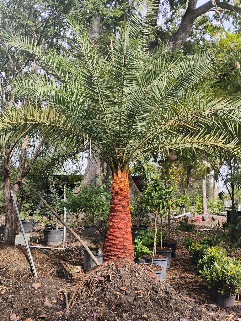 Sylvester Palm Tree $200 Per Ft Trunk