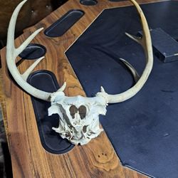 STEER ANIMAL SKULL