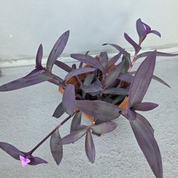 Purple Heart Plant