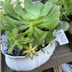 Succulent 