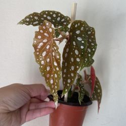 Beautiful Begonia Maculata Plant
