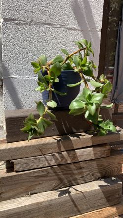 Crassula Lactea succulent plant