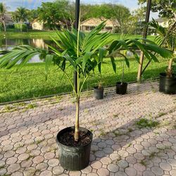 christmas palm adonidia merrillii