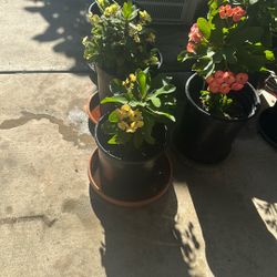 Aloe Vera Plant And Jesus Thorn Plant 