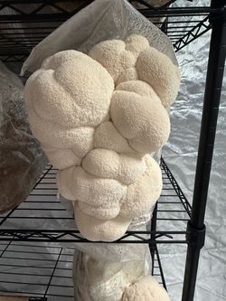 GROW BLOCK Lions Mane Mushroom  / 10lb Grow Block