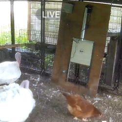 Wifi Chicken Door 130 Obo