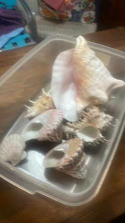 Shells